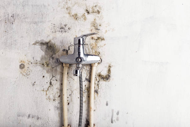 Best Mold Remediation  in Lake Monticello, VA